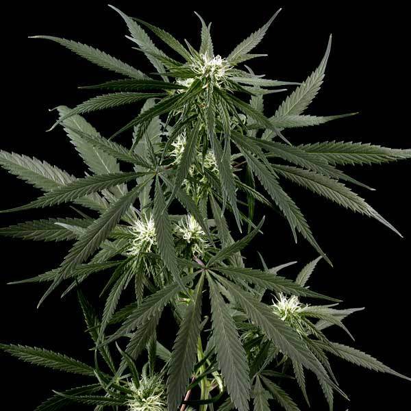 Green House Seeds - Neville's Haze (fem.)