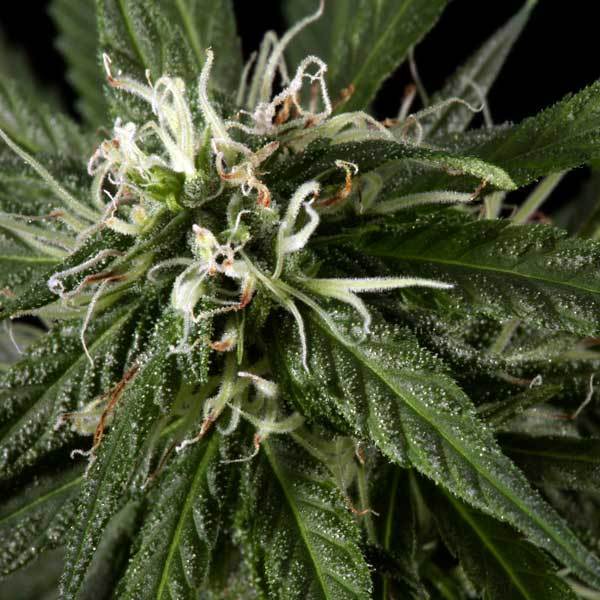 Green House Seeds - Neville's Haze (fem.)
