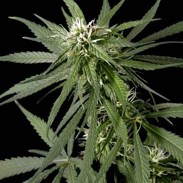 Green House Seeds - Neville's Haze (fem.)