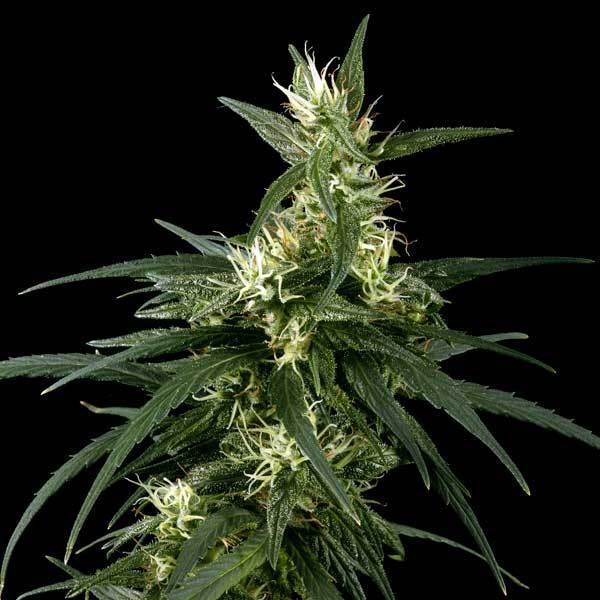 Green House Seeds - Neville's Haze (fem.)