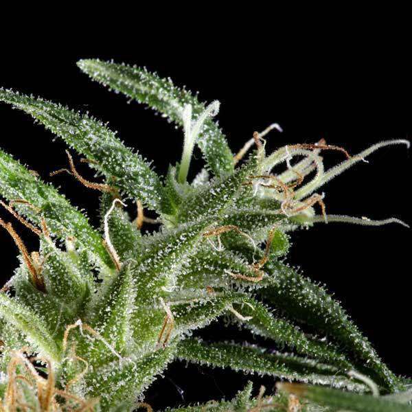 Green House Seeds - Neville's Haze (fem.)