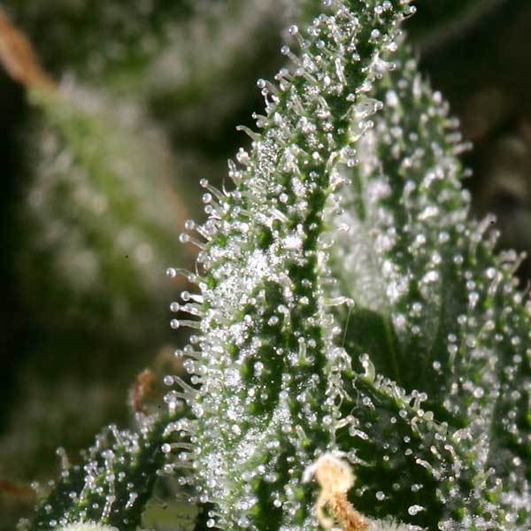 Green House Seeds - Neville's Haze (fem.)