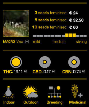 Green House Seeds - Super Silver Haze (fem.)