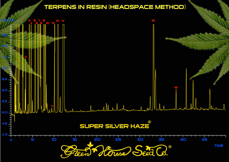 Green House Seeds - Super Silver Haze (fem.)