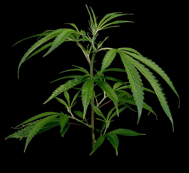 Green House Seeds - Super Silver Haze (fem.)
