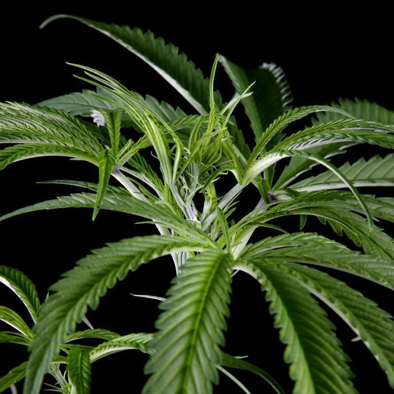 Green House Seeds - Super Silver Haze (fem.)