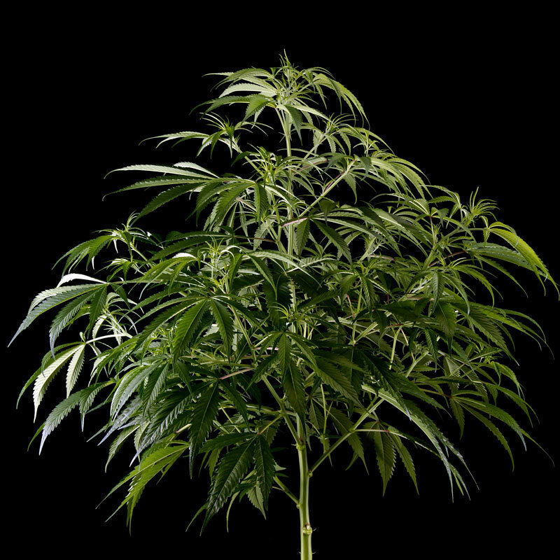 Green House Seeds - Super Silver Haze (fem.)
