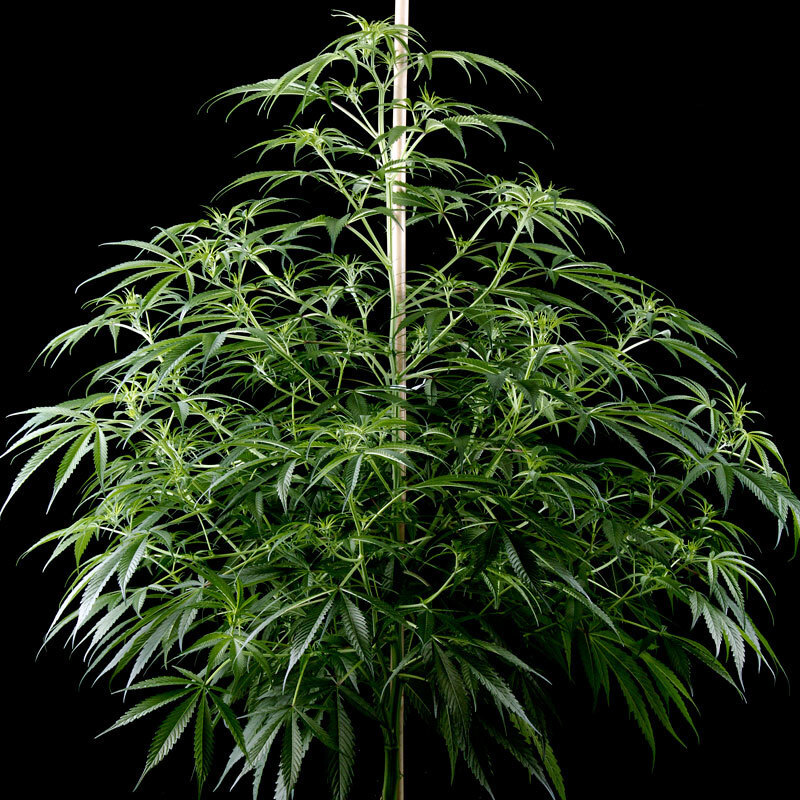 Green House Seeds - Super Silver Haze (fem.)