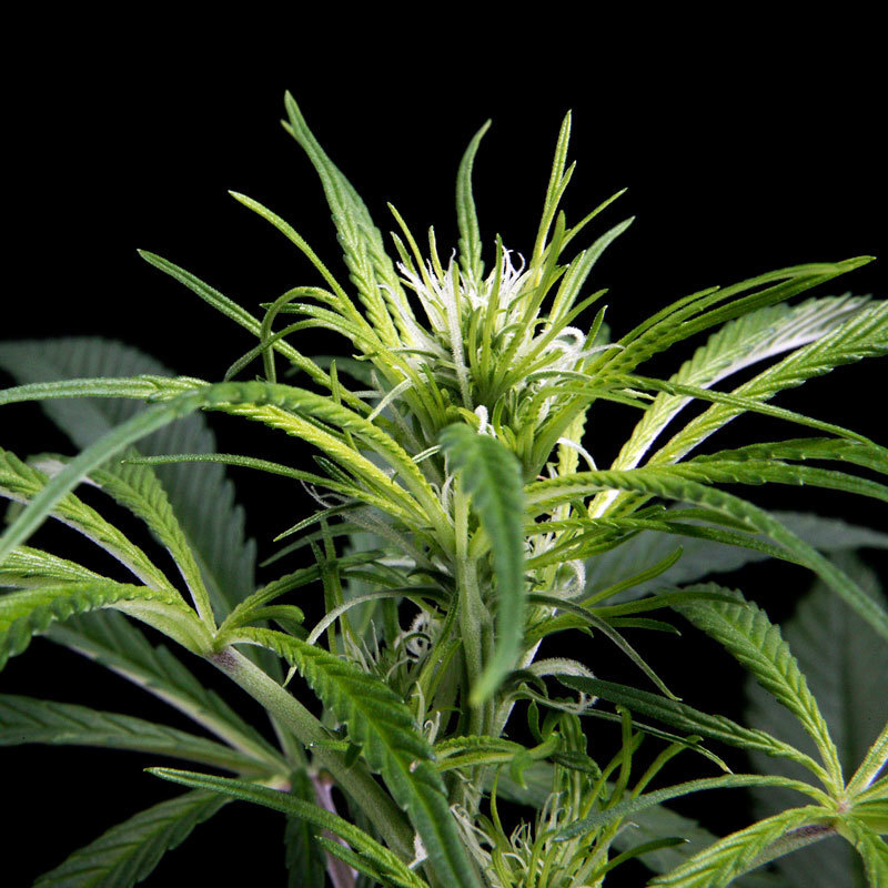 Green House Seeds - Super Silver Haze (fem.)