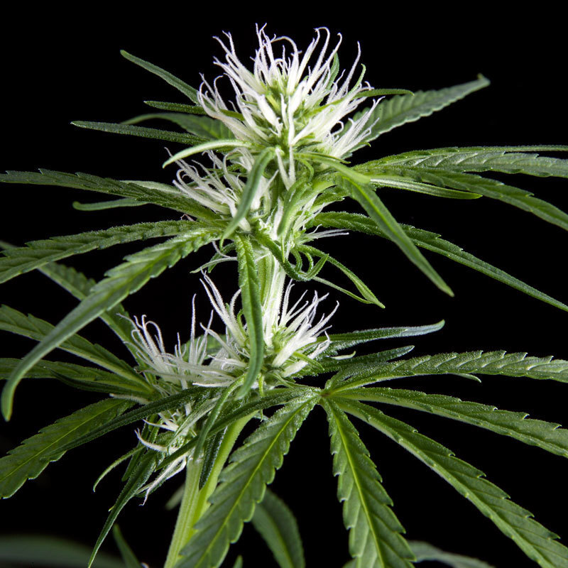 Green House Seeds - Super Silver Haze (fem.)