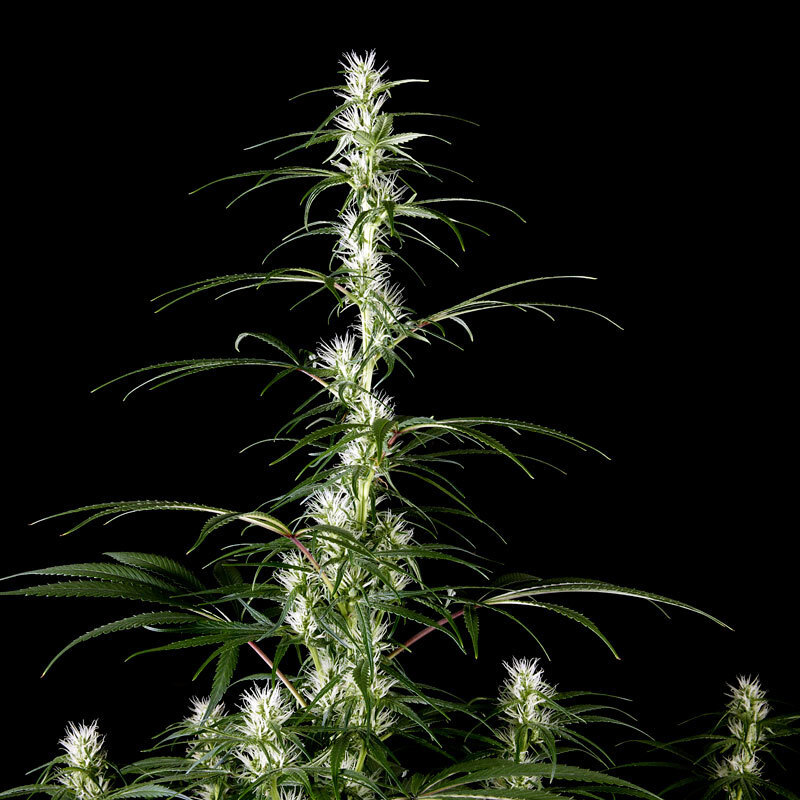 Green House Seeds - Super Silver Haze (fem.)