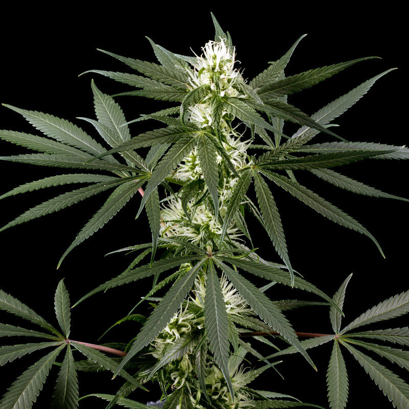 Green House Seeds - Super Silver Haze (fem.)