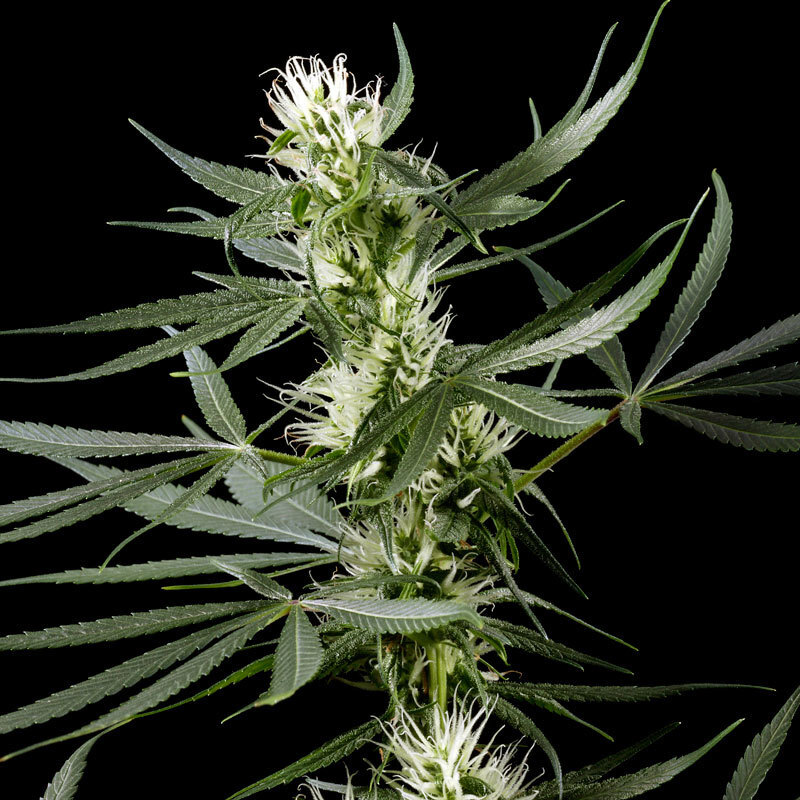 Green House Seeds - Super Silver Haze (fem.)