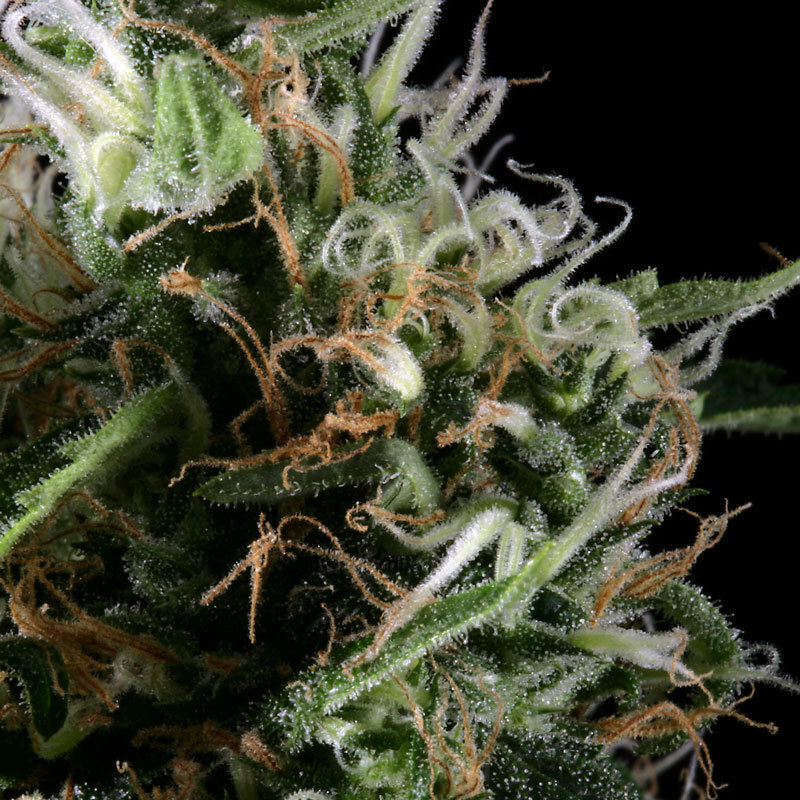Green House Seeds - Super Silver Haze (fem.)