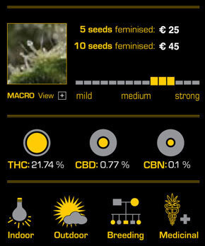 Green House Seeds - TrainWreck (fem.)