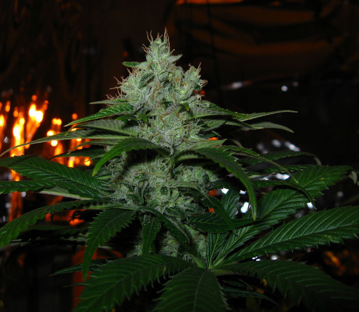 Green House Seeds - TrainWreck (fem.)