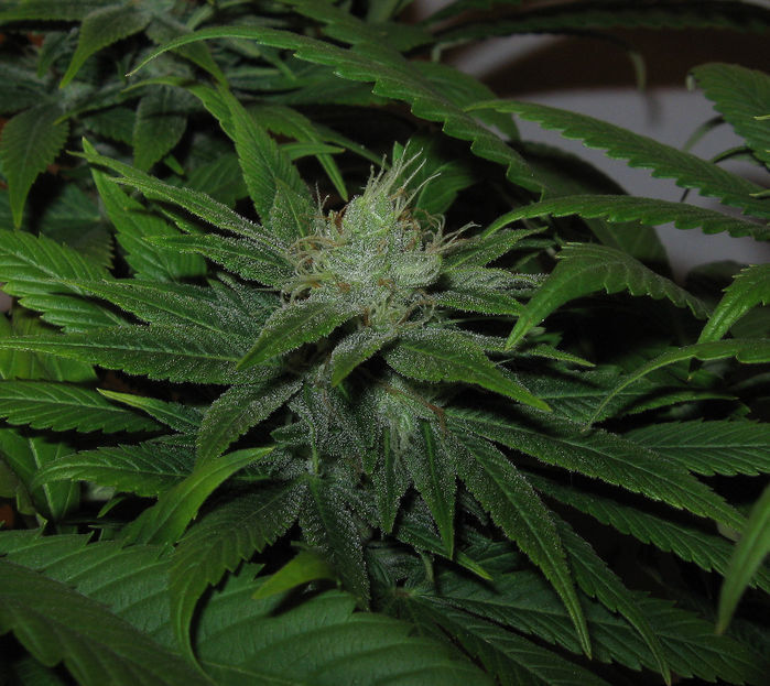 Green House Seeds - TrainWreck (fem.)