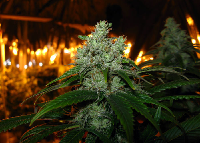 Green House Seeds - TrainWreck (fem.)