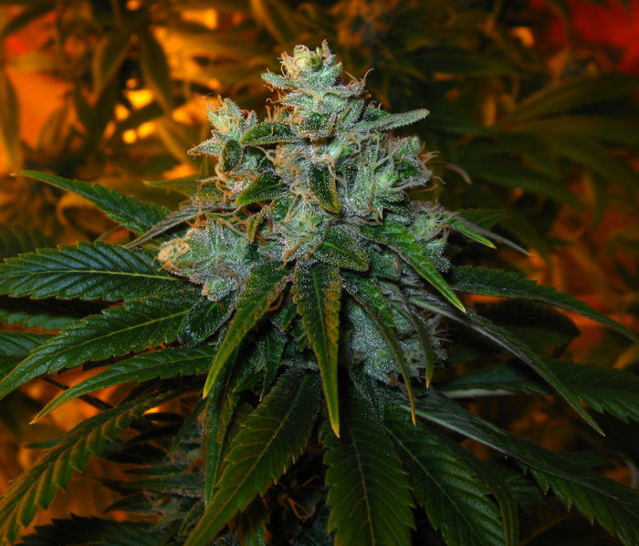 Green House Seeds - TrainWreck (fem.)