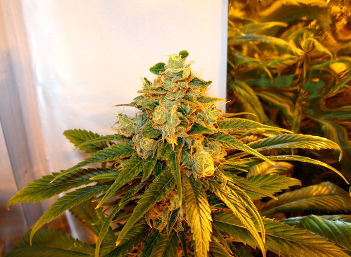 Green House Seeds - TrainWreck (fem.)