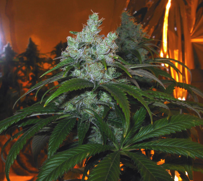 Green House Seeds - TrainWreck (fem.)