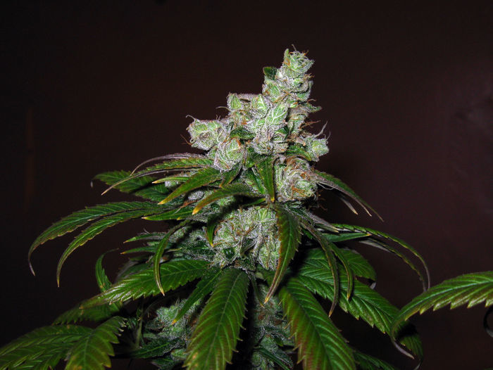 Green House Seeds - TrainWreck (fem.)