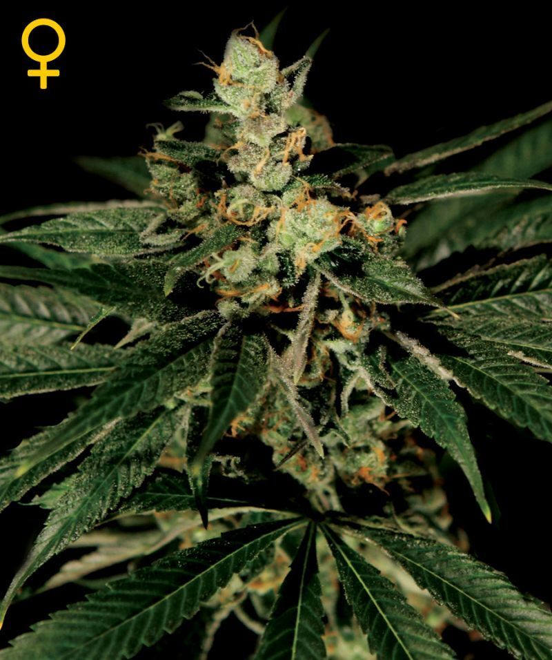 Green House Seeds - TrainWreck (fem.)
