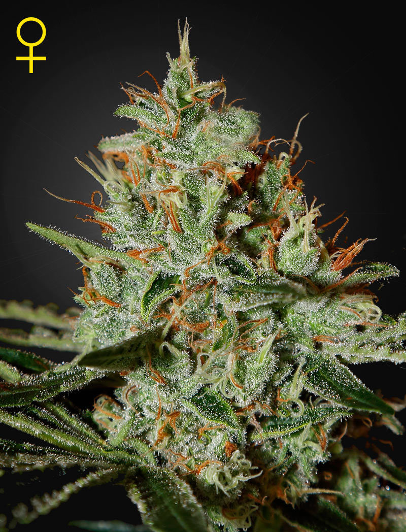 Green House Seeds - Alaskan Ice (fem.)