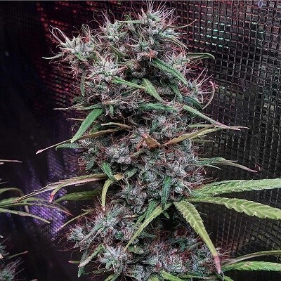 Ace Seeds - Ethiopia x Malawi (reg.) 06277