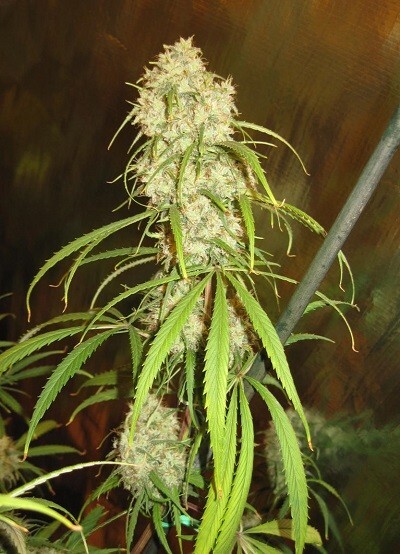 Ace Seeds - Malawi (reg.)