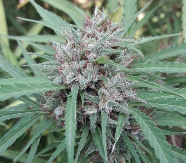 Ace Seeds - Malawi (reg.)