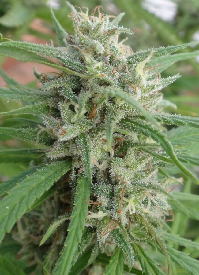 Ace Seeds - Malawi (fem.)