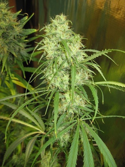 Ace Seeds - Malawi (reg.)