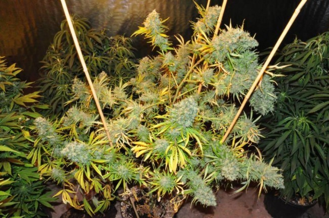 Ace Seeds - Malawi (reg.)