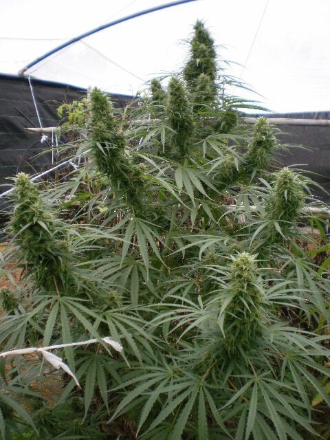 Ace Seeds - Malawi (fem.)