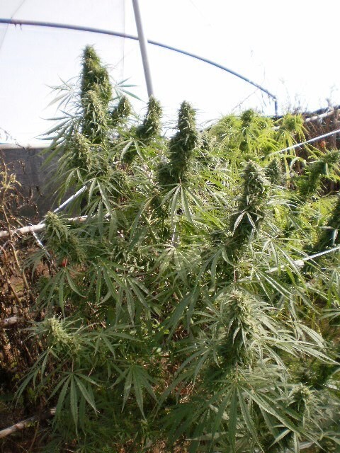 Ace Seeds - Malawi (reg.)