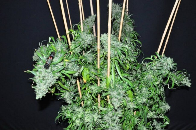 Ace Seeds - Malawi (fem.)