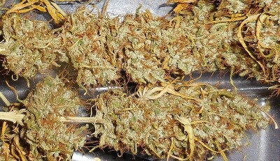 Ace Seeds - Malawi (reg.)