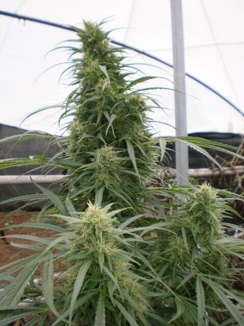 Ace Seeds - Malawi (reg.)