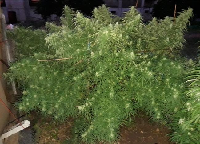 Ace Seeds - Malawi (fem.)