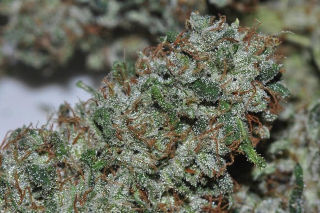 Ace Seeds - Malawi (fem.)