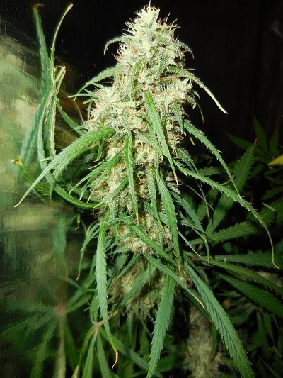 Ace Seeds - Malawi (fem.)