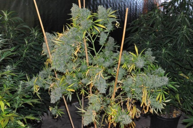 Ace Seeds - Malawi (fem.)