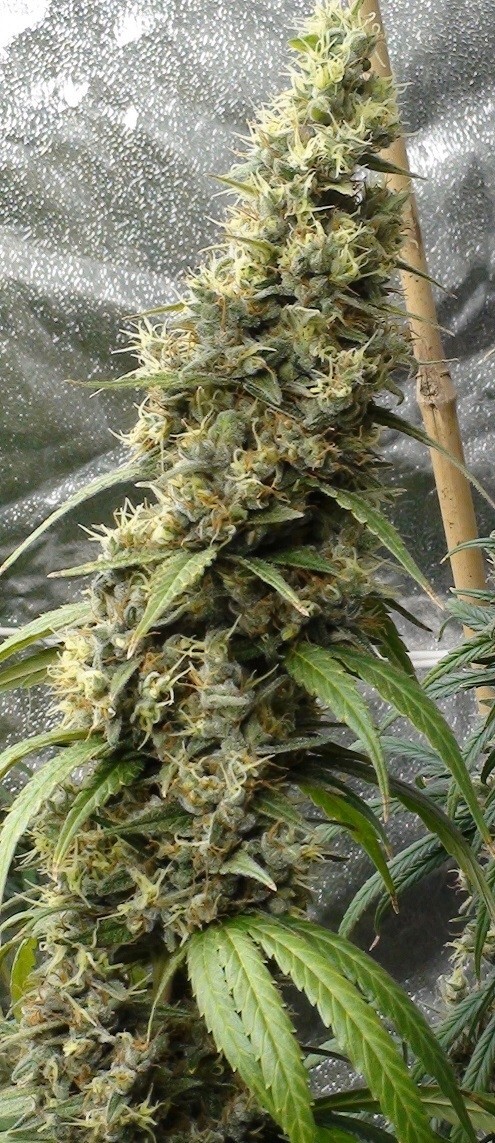 Ace Seeds - Panama Haze (reg.)
