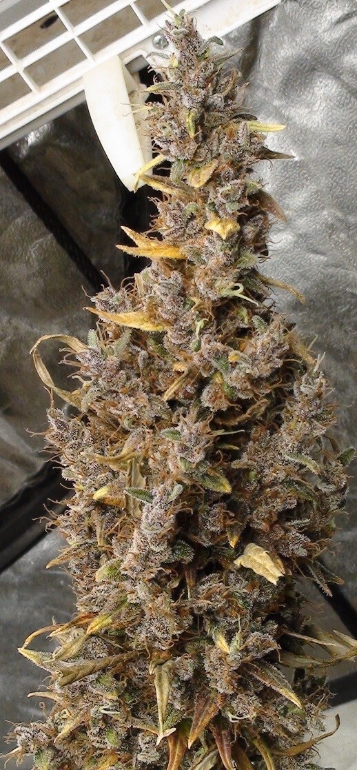 Ace Seeds - Panama Haze (reg.)