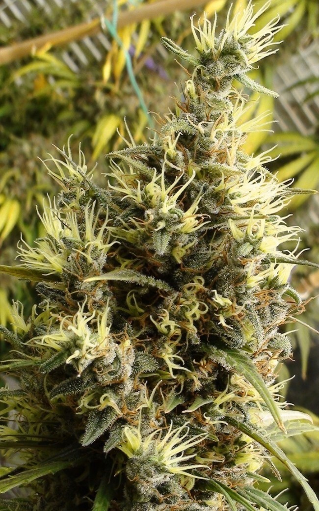 Ace Seeds - Panama Haze (reg.)