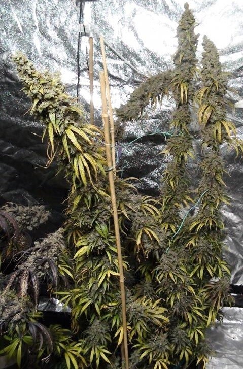Ace Seeds - Panama Haze (reg.)