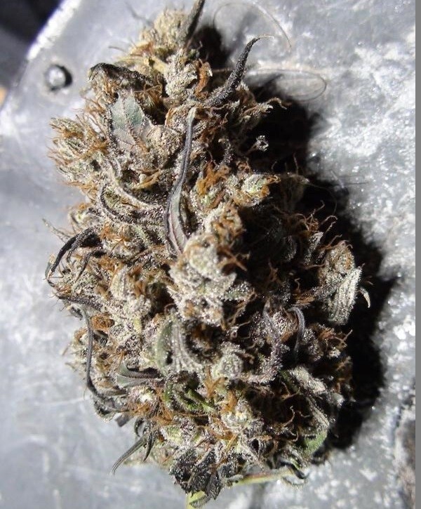 Ace Seeds - Panama Haze (reg.)