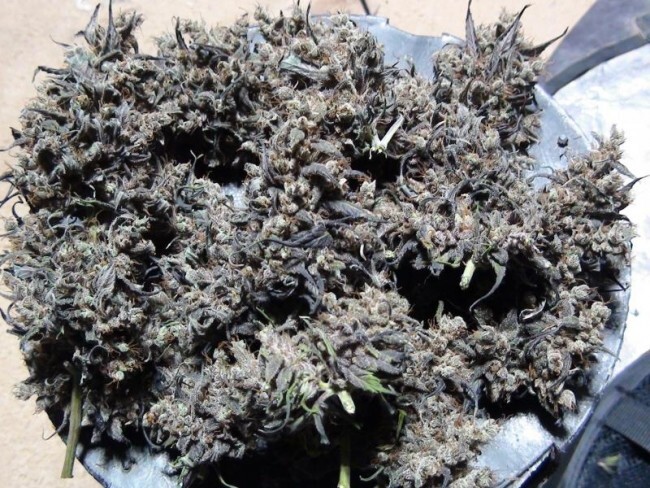 Ace Seeds - Panama Haze (reg.)