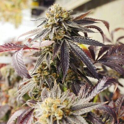 Dark Horse Genetics - Sagerbloom Haze F2 (reg.) 08724